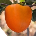 °¨³ª¹«<br>°³·®´ëºÀ(¾ß¿À³¢)