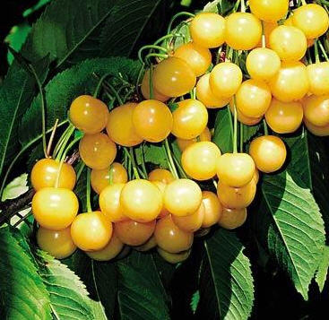 체리나무<br>월산금 (황금체리)
