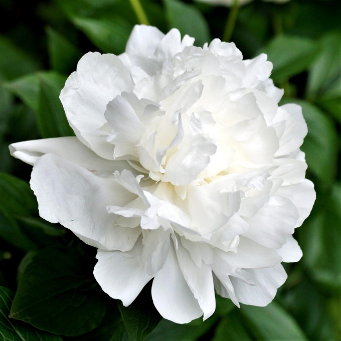 ۾ ġ׹20