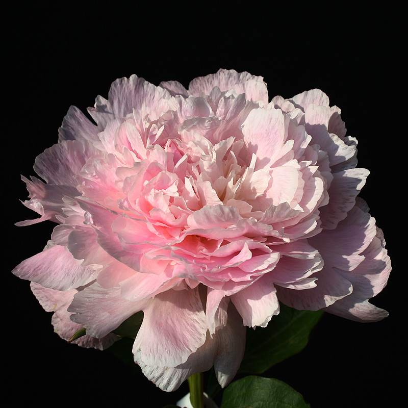 ۾ 25