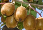 ŰÀ§³ª¹«<br>Á¦´Ï