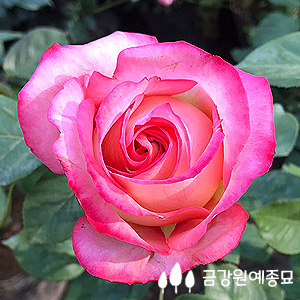 (ǰ)ǽ  <BR>D5 