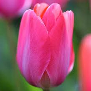 ƫ ̵ݿ15
