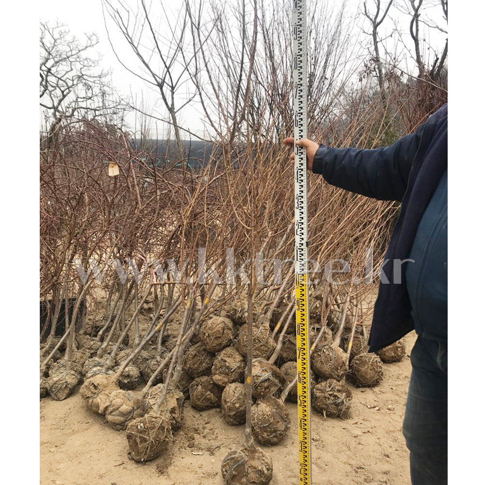 자두나무 추희(결실주)