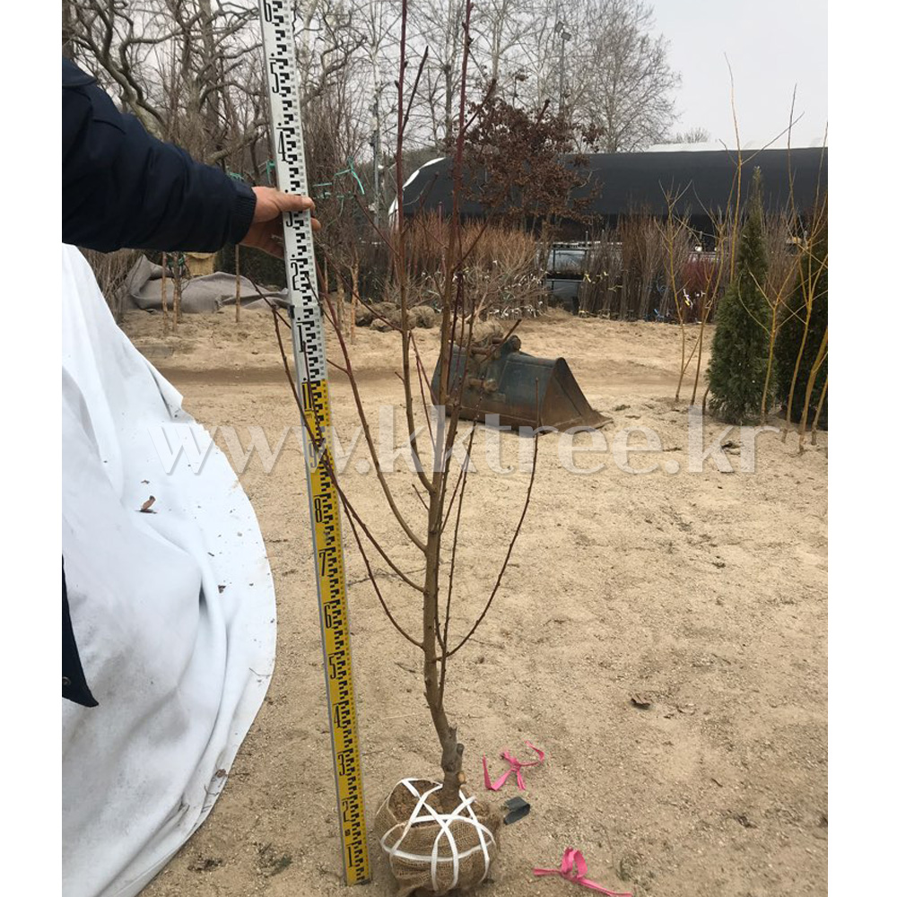 천도복숭아 (결실주)