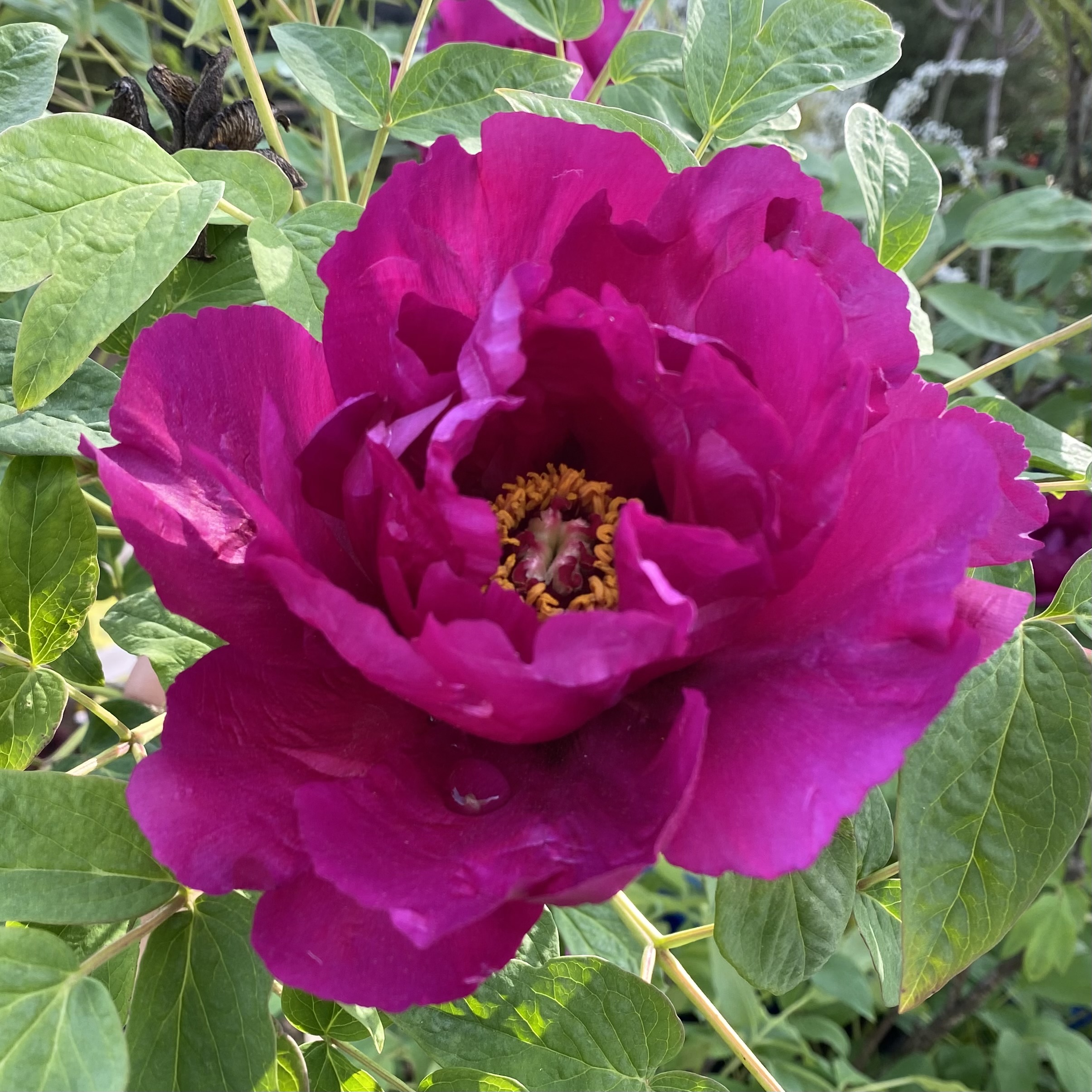  (ڻ.ȫ.)